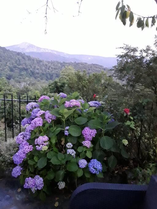 Petit Coin De Paradis Evisa Dış mekan fotoğraf